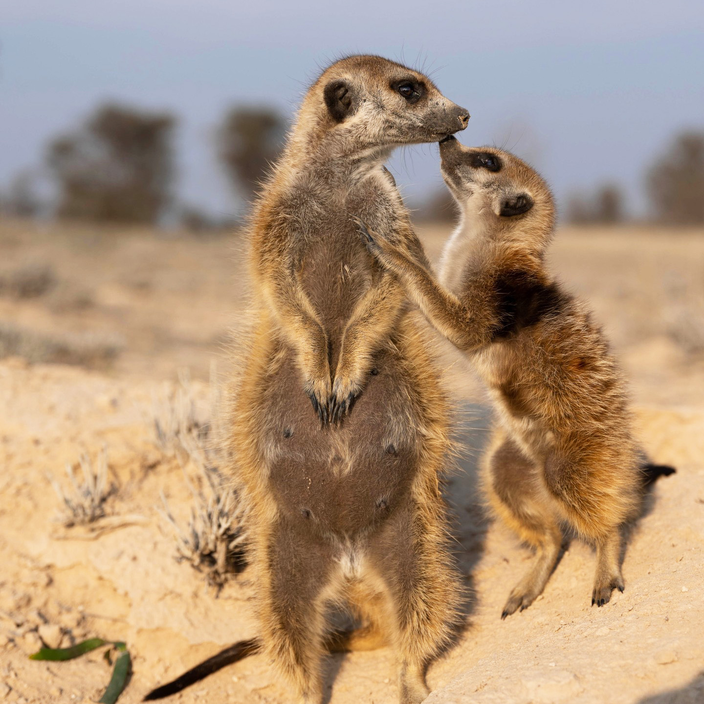 Wildlife Research